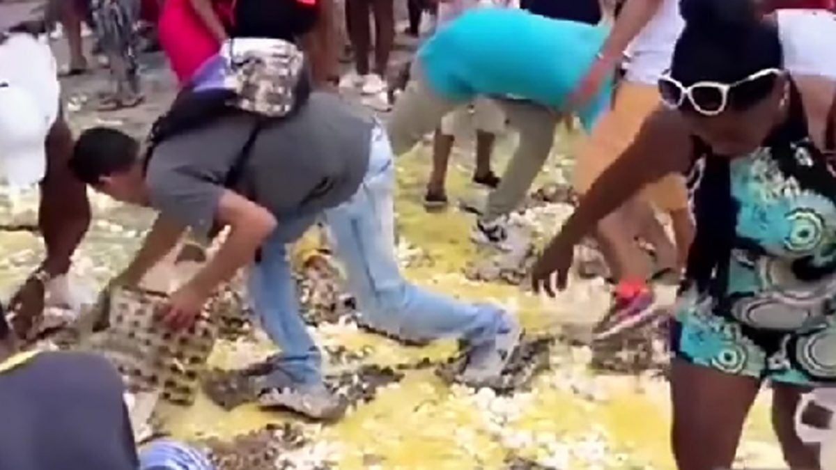 Cubanos recogiendo huevos caidos