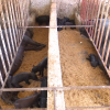 Gobierno topa el precio de la carne de cerdo a 400 pesos cubanos por kilogramo