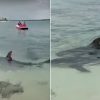 Tiburones en una playa de Camagüey