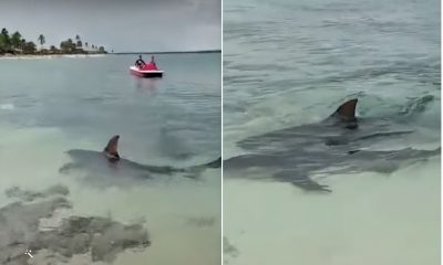 Tiburones en una playa de Camagüey