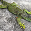 Iguana congelada por el frio