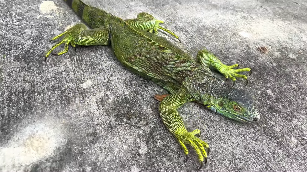 Iguana congelada por el frio