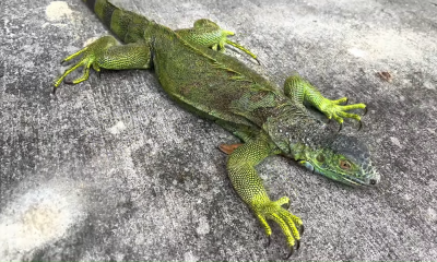 Iguana congelada por el frio