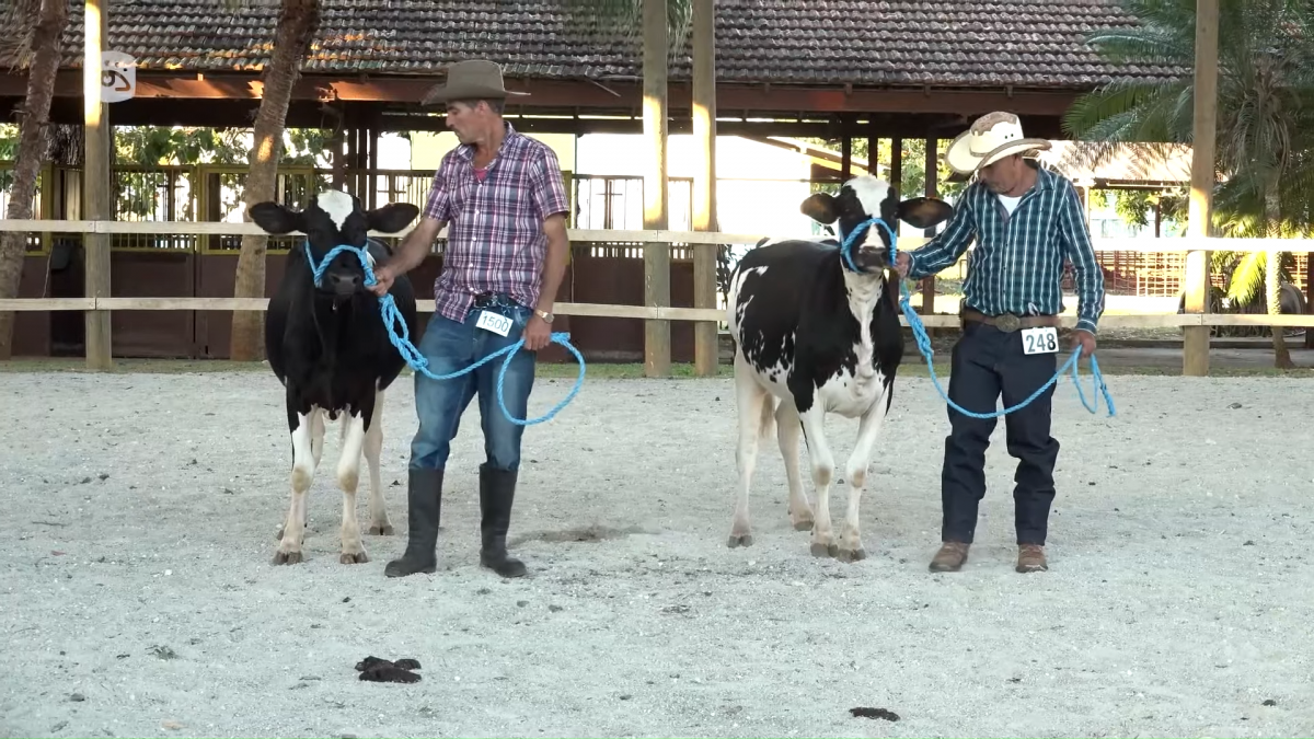 Primera Feria Ganadera de Invierno en Rancho Boyeros subastará 155 ejemplares