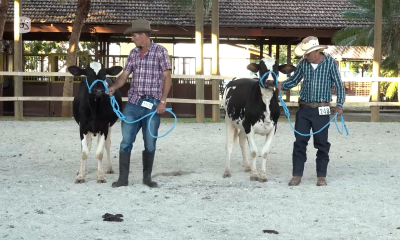 Primera Feria Ganadera de Invierno en Rancho Boyeros subastará 155 ejemplares