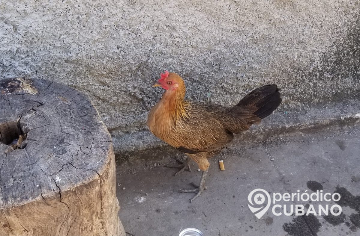 gallina en cuba