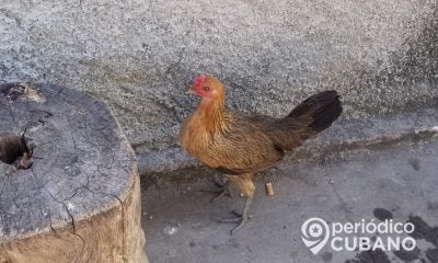 gallina en cuba