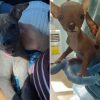 Balsera cubana perritos chinos