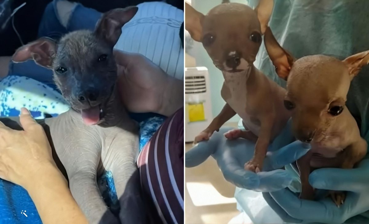 Balsera cubana perritos chinos