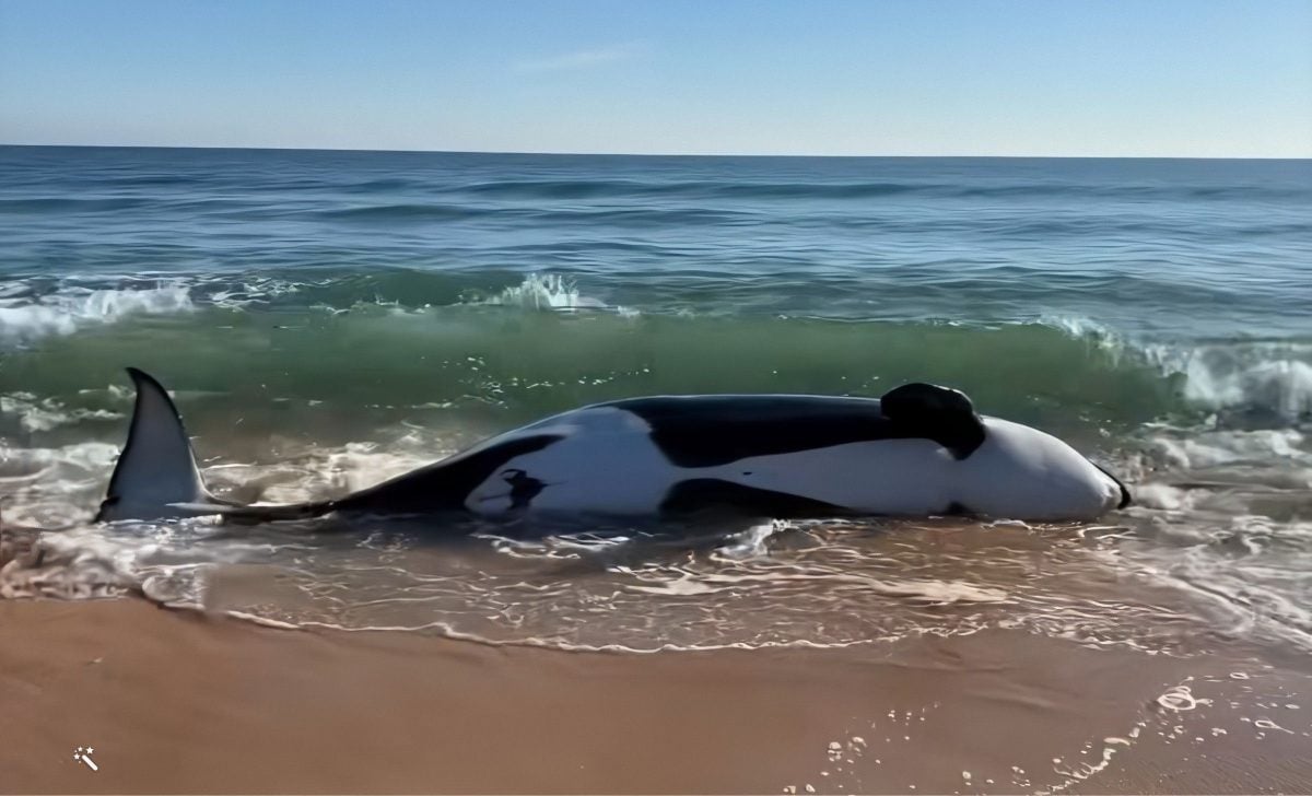 Varamientos de orcas ballenas en Florida