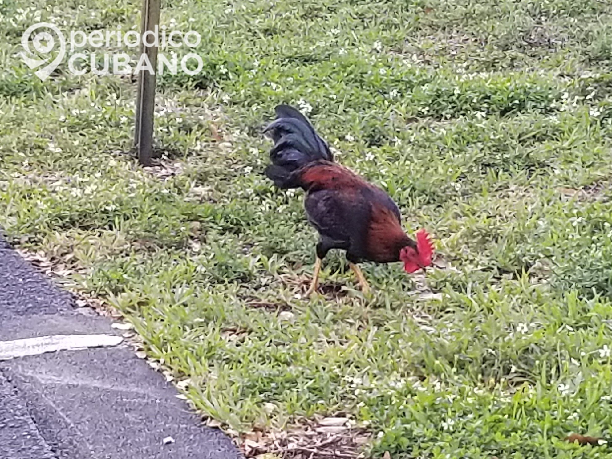 Emiten medidas para controlar el brote de gripe aviar iniciado en el Zoológico de 26