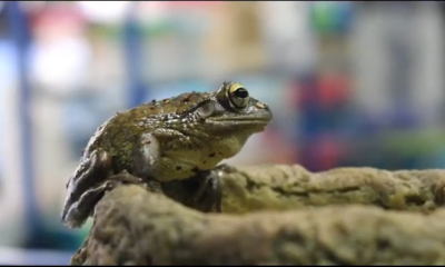 Invasión de ranas cubanas en la Florida una amenaza para la salud y el ecosistema