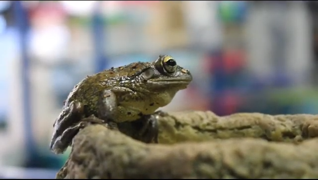 Invasión de ranas cubanas en la Florida una amenaza para la salud y el ecosistema