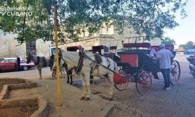 No solo las vacas, los caballos también son objeto del descomunal hurto y sacrificio 