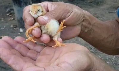 Pollito de cuatro patas