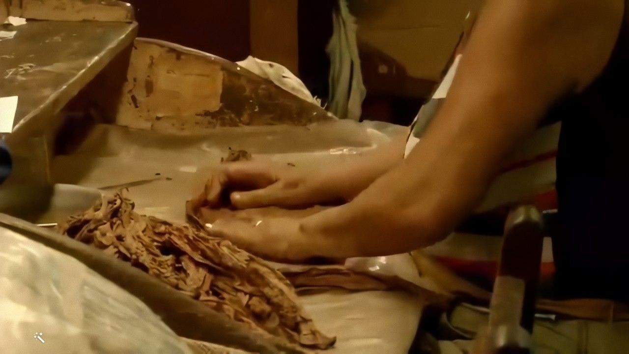 Producción de tabaco en Pinar del Río tardará en recuperarse por la afectación del huracán Ian
