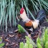 Un cubano es hallado muerto en un rancho donde peleaban gallos en Hialeah Gardens