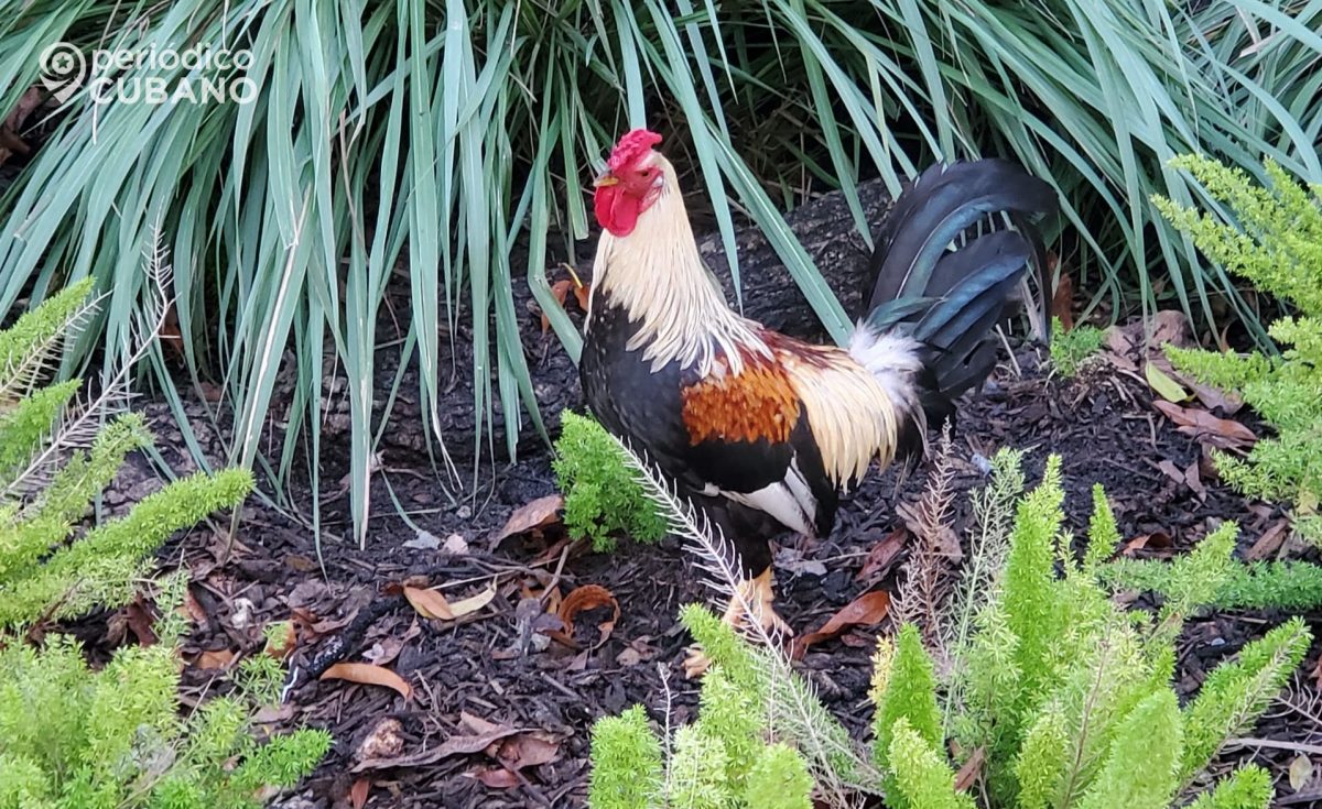Un cubano es hallado muerto en un rancho donde peleaban gallos en Hialeah Gardens