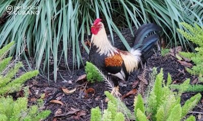 Un cubano es hallado muerto en un rancho donde peleaban gallos en Hialeah Gardens