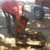 Una libra de tomate se cotiza a 80 CUP, mucho más caro que la temporada pasada