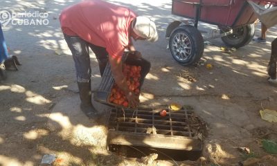 Una libra de tomate se cotiza a 80 CUP, mucho más caro que la temporada pasada