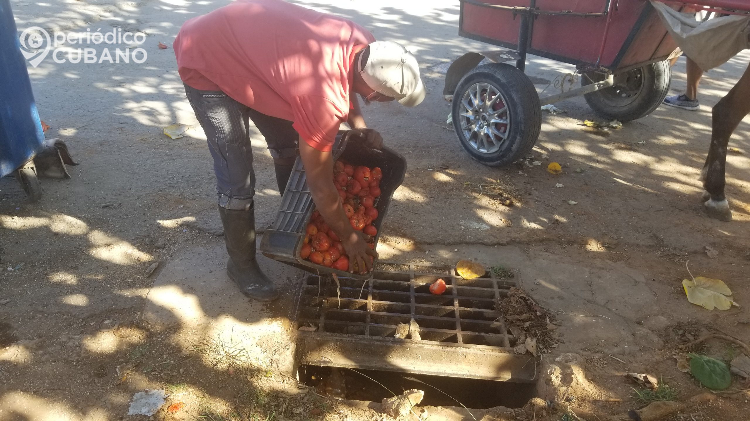 Una libra de tomate se cotiza a 80 CUP, mucho más caro que la temporada pasada