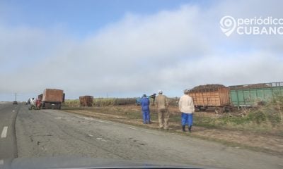 Vacas hambrientas se comen casi 15 mil toneladas de caña del central Enrique Varona en Chambas