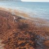 ¡Cuidado con el sargazo! Un ola enorme amenaza las playas del sur de Florida para este verano