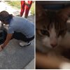 Animalistas y bomberos rescatan a una gata que cayó en una fosa de Matanzas