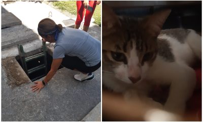 Animalistas y bomberos rescatan a una gata que cayó en una fosa de Matanzas