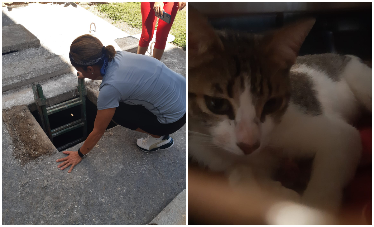 Animalistas y bomberos rescatan a una gata que cayó en una fosa de Matanzas