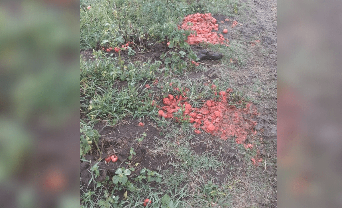 Campesino cubano culpa a la burocracia estatal por pérdida de su cosecha de tomate (2)