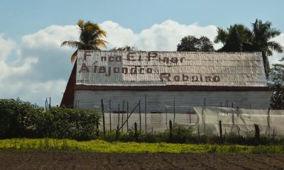 Heredero de la familia Robaina solo ha recuperado el 30% de la plantación de tabaco destruida por huracán