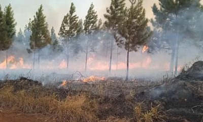 Incendio en Holguín devora 5.000 hectáreas, daños tardarán 40 años en resarcirse