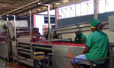 Industria de conserva en Ciego de Ávila procesa menos tomate por crisis en la agricultura