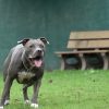 Los perros Pitbull volverían a ser aceptados en Miami-Dade tras ser prohibidos en 1989 (2)