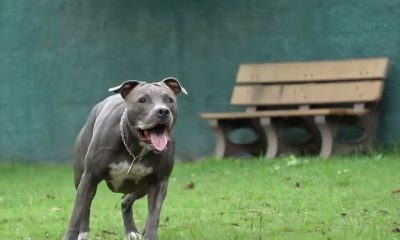 Los perros Pitbull volverían a ser aceptados en Miami-Dade tras ser prohibidos en 1989 (2)