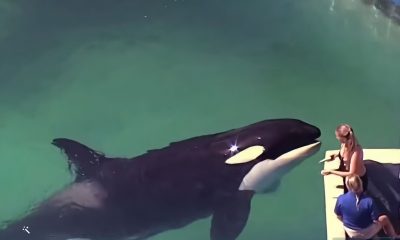 Orca Lolita será liberada del acuario de Miami