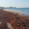 Otra mala noticia para el turismo en Cuba el sargazo se aproxima a las playas cubanas