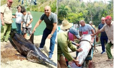 Pescadores de Matanzas capturan enorme pez espada de 400 libras de peso