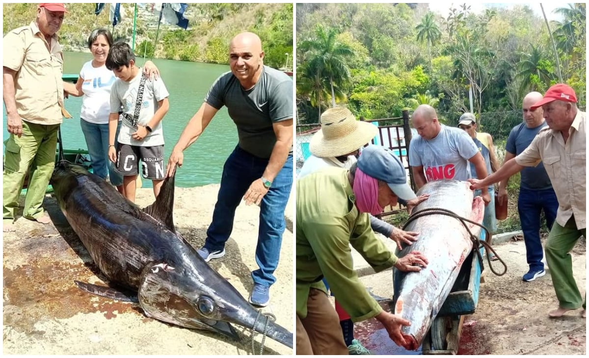 Pescadores de Matanzas capturan enorme pez espada de 400 libras de peso