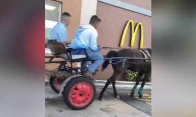 Piden un McDonald a caballo en Hialeah