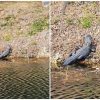 Un caimán es visto mientras pasaba por un canal de la ciudad de Hialeah (2)