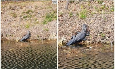 Un caimán es visto mientras pasaba por un canal de la ciudad de Hialeah (2)