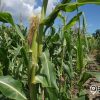 Un campesino de un poblado de Camagüey habría sido asesinado por unos ladrones