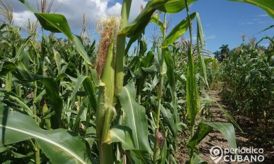 Un campesino de un poblado de Camagüey habría sido asesinado por unos ladrones