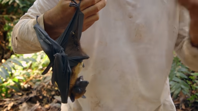 murciélago-Captura de pantalla-Animal Planet-YouTube