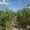 Campesinos cubanos auguran más hambre por falta de combustible para producir alimentos