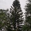 La exportación de resina de pino ¿un gran logro económico para Cuba