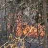 Nuevo incendio azota a los bosques de Mantua en Pinar del Río